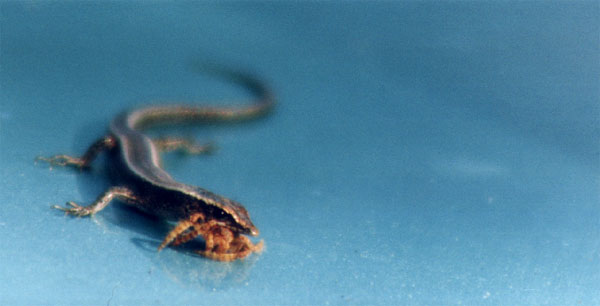 tiny skink eating a spider - Brisbane 
<br>
Photo: Robert Downie - 1998 (EOS IX) 