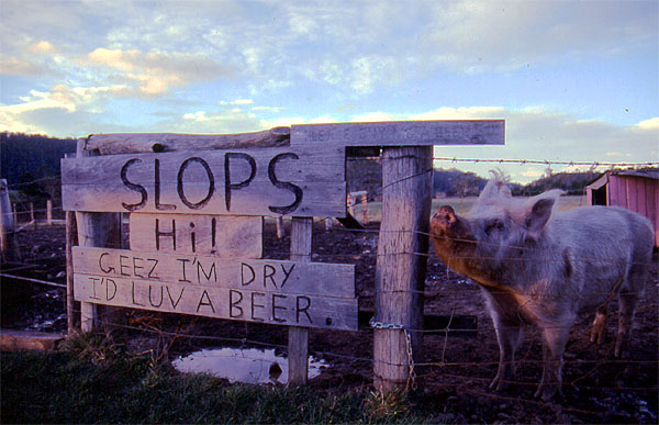 The controversial world famous beer drinking pig - Pub in a Paddock - North East Tasmaina
<br>
Read all about it on http://www.AustralianBeers.com
<br>
Photo: Robert Downie - July 2002 (EOS 300)