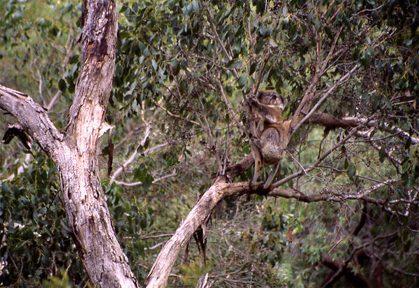 Koala -  Brisbane Ranges National Park - Victoria 
<br>
Photo: Robert Downie -  2004 (EOS 300)