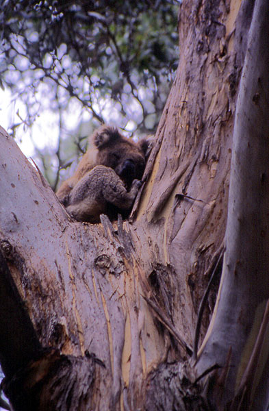 Koala -  Brisbane Ranges National Park - Victoria 
<br>
Photo: Robert Downie -  2004 (EOS 300)