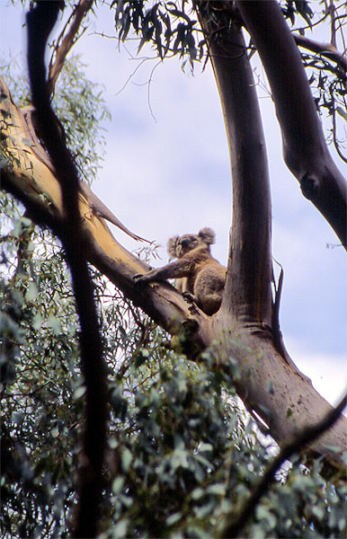 Koala -  Brisbane Ranges National Park - Victoria 
<br>
Photo: Robert Downie -  2004 (EOS 300)