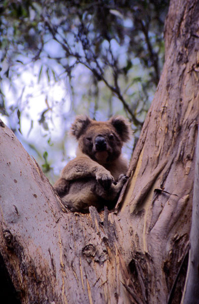 Koala04.jpg