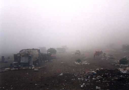 Camels stationed a short distance from the pyramids.  Eairly morning mist
<br>
Giza Plateau
<br>
Photo: Robert Downie - February 2001 (EOS 300) 