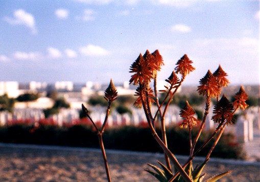 Commonwealth War Cemeteries - El Alamein
<br>
Photo: Robert Downie - February 2001 (EOS 300) 