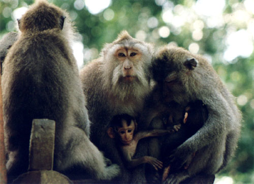 monkies.jpg