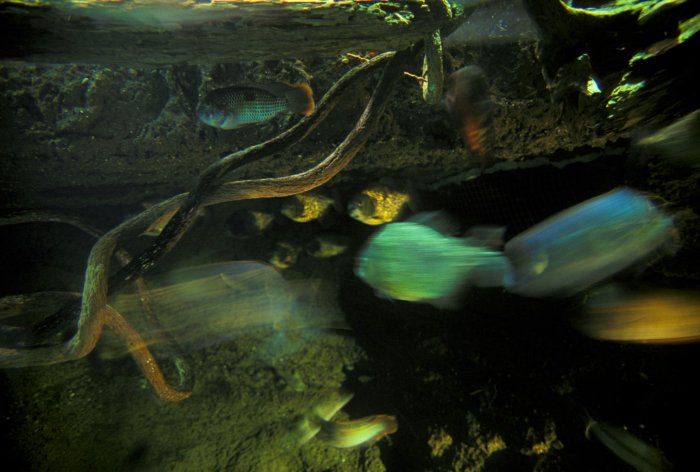 Osaka Kaiyukan Aquarium
<br>
Photo: Robert Downie - January 2006 (EOS 300)