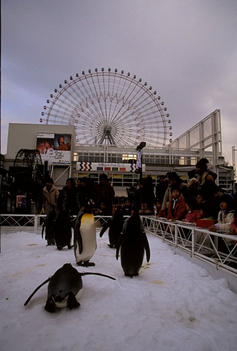 Osaka Kaiyukan Aquarium
<br>
Photo: Robert Downie - January 2006 (EOS 300)