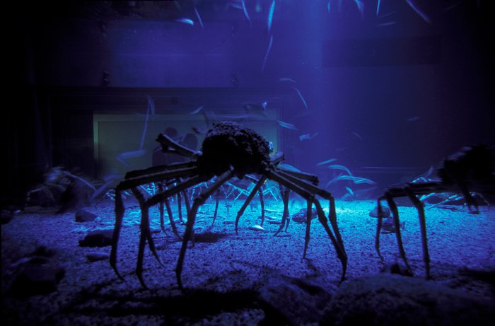 Osaka Kaiyukan Aquarium - Spider Crabs
<br>
Photo: Robert Downie - January 2006 (EOS 300)