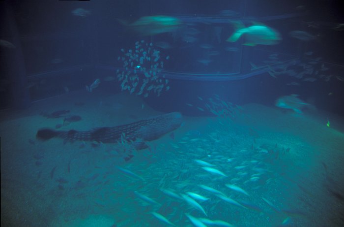 Osaka Kaiyukan Aquarium - Whale Shark
<br>
Photo: Robert Downie - January 2006 (EOS 300)