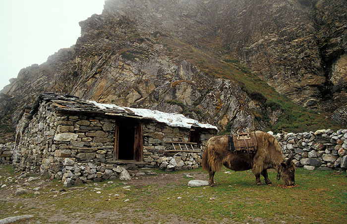 Stone hut and Yak feeding on potato's in the small village of Thangnak (Dragnag) at 4700m 
<br>
Photo: Robert Downie - 2004 (EOS 300)