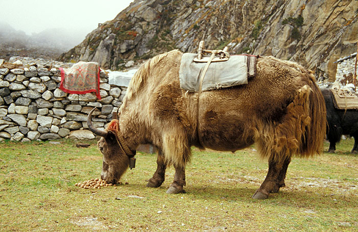 Yak feeding on potato's in the small village of Thangnak (Dragnag) at 4700m 
<br>
Photo: Robert Downie - 2004 (EOS 300)