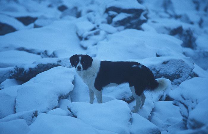 Stray Dog - Cho (Chhugyuma) La  pass (5420m)
<br>
Photo: Robert Downie - 2004 (EOS 300)