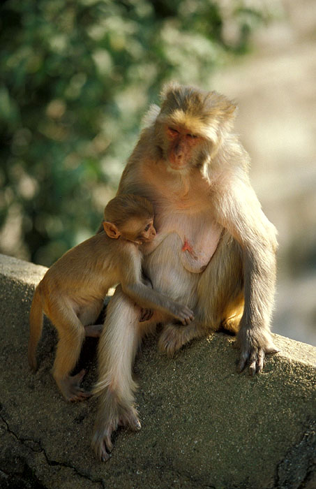 Monkeys - Pashupatinath
<br>
Photo: Robert Downie - 2004 (EOS 300)