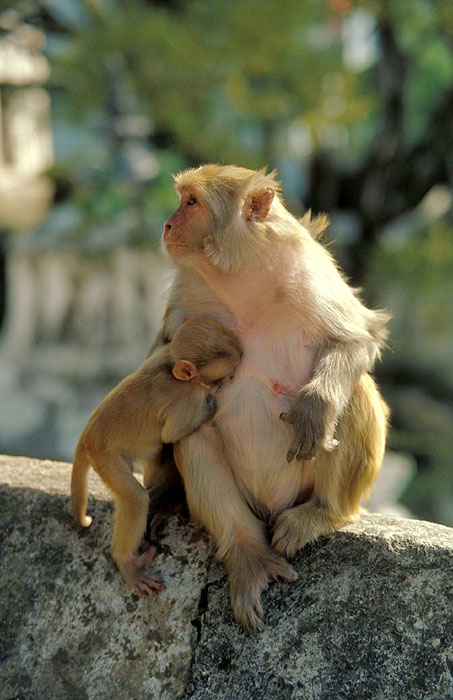 Monkeys - Pashupatinath
<br>
Photo: Robert Downie - 2004 (EOS 300)