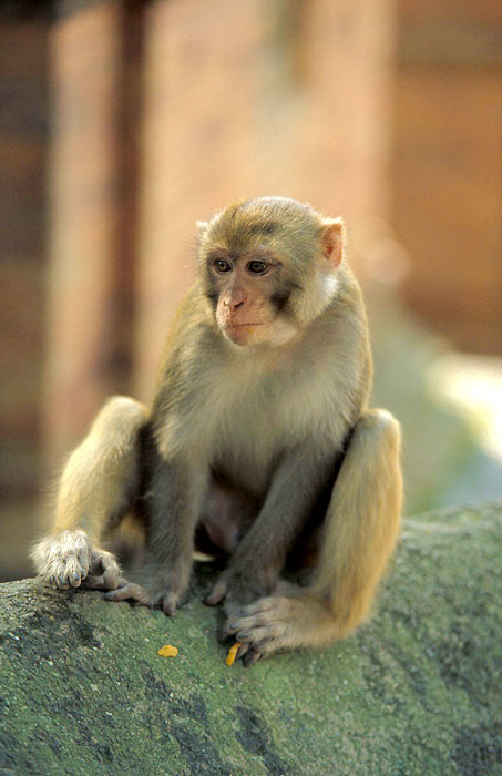Monkey - Pashupatinath
<br>
Photo: Robert Downie - 2004 (EOS 300)