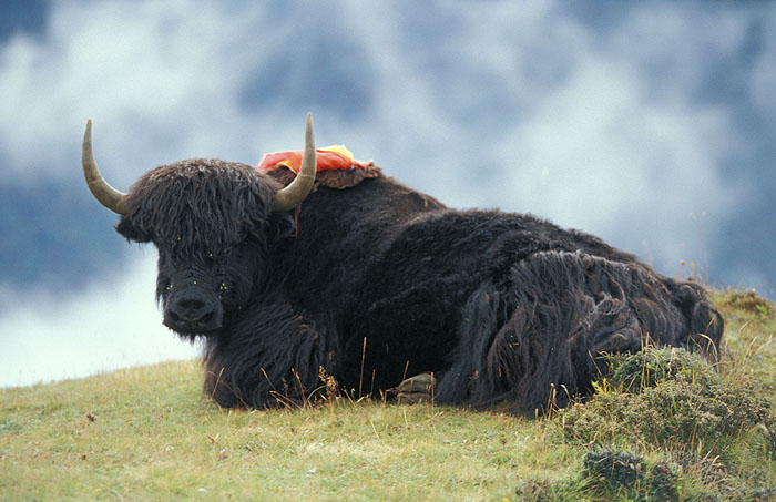 Tibetan Yak resting in the fields around the Everest View Hotel
<br>
Photo: Robert Downie - 2004 (EOS 300)