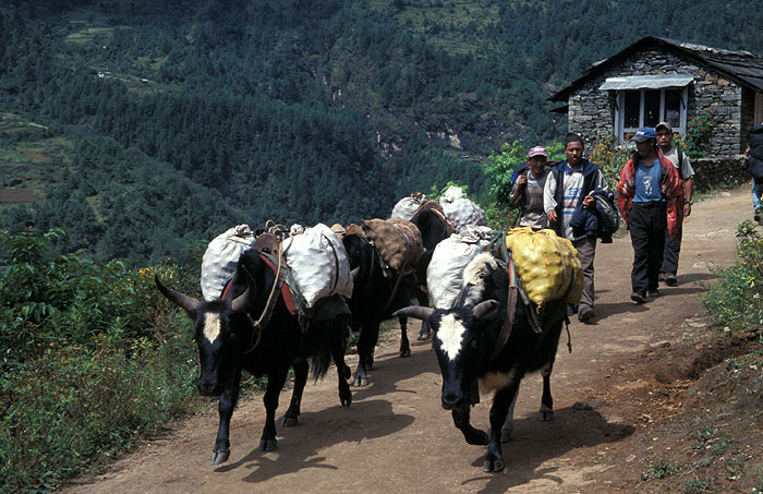 Dzo (half cow half yak) train carrying potatoes on the way out of Namche Bazaar
<br>
Photo: Robert Downie - 2004 (EOS 300)