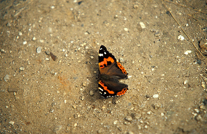 Butterfly on the trail out of Namche Bazaar
<br>
Photo: Adriana Thomson - 2004 (EOS 300)