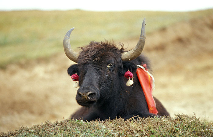 Tibetan Yak resting in the fields around the Everest View Hotel
<br>
Photo: Robert Downie - 2004 (EOS 300)