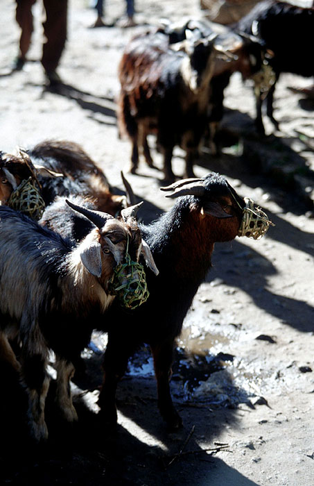Domestic Goats - Namche Bazaar (3440m).
<br>
Photo: Robert Downie - 2004 (EOS 300)