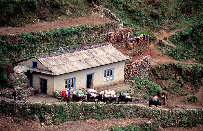 Yak train - Namche Bazaar (3440m).
<br>
Photo: Robert Downie - 2004 (EOS 300)