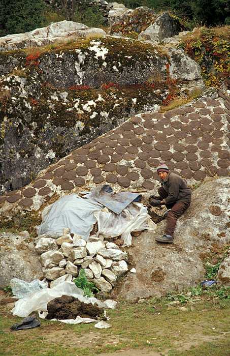 Placing Yak dung into paddies to dry out for use as fuel.
<br>
Photo: Robert Downie - 2004 (EOS 300)