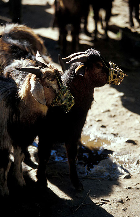 Domestic Goats - Namche Bazaar (3440m).
<br>
Robert Downie - 2004 (EOS 300)