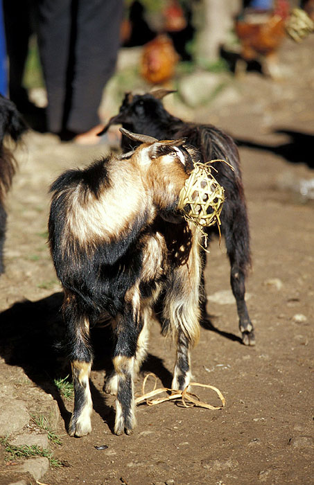 Domestic Goats - Namche Bazaar (3440m).
<br>
Robert Downie - 2004 (EOS 300)