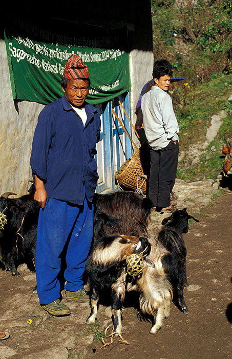 Domestic Goats - Namche Bazaar (3440m).
<br>
Robert Downie - 2004 (EOS 300)