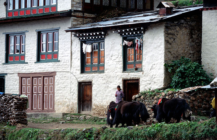 Tibetan Yaks wandering free with there loads at the Tibetan market - Namche Bazaar (3440m).
<br>
Robert Downie - 2004 (EOS 300)