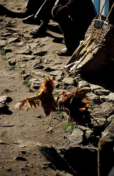Street Cock Fighting - Namche Bazaar (3440m)
<br>
Robert Downie - 2004 (EOS 300)