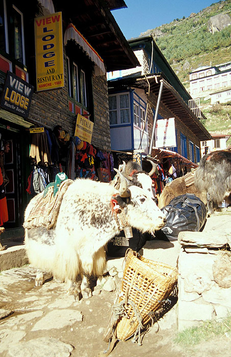 Yaks wandering in the street markets - Namche Bazaar (3440m)
<br>
Robert Downie - 2004 (EOS 300)
