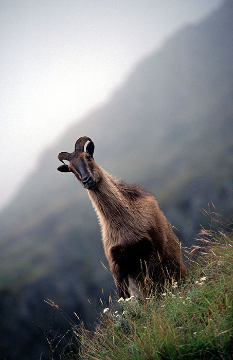 Elusive Himalayan Mountain Tahr - Off track between Tengboche and Namche
<br>
Photo: Robert Downie - 2004 (EOS 300)