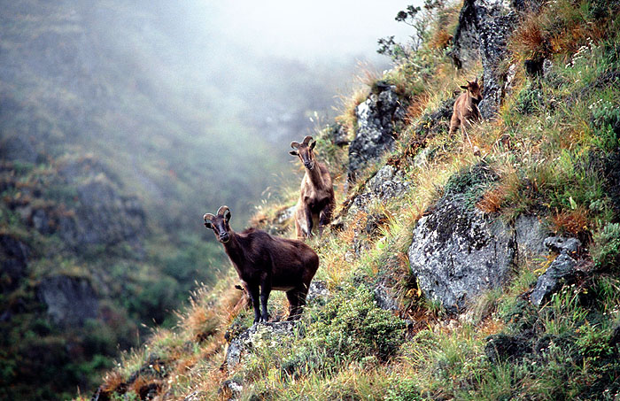 Elusive Himalayan Mountain Tahr - Off track between Tengboche and Namche
<br>
Photo: Robert Downie - 2004 (EOS 300)