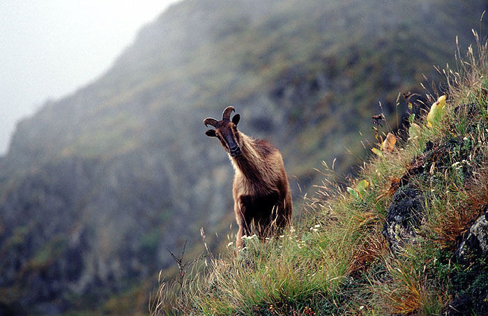 Elusive Himalayan Mountain Tahr - Off track between Tengboche and Namche
<br>
Photo: Robert Downie - 2004 (EOS 300)