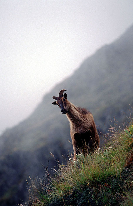 Elusive Himalayan Mountain Tahr - Off track between Tengboche and Namche
<br>
Photo: Robert Downie - 2004 (EOS 300)