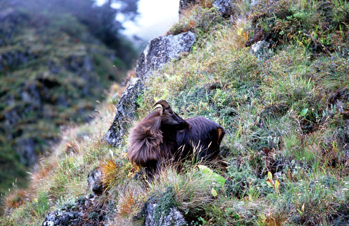 Elusive Himalayan Mountain Tahr - Off track between Tengboche and Namche
<br>
Photo: Robert Downie - 2004 (EOS 300)