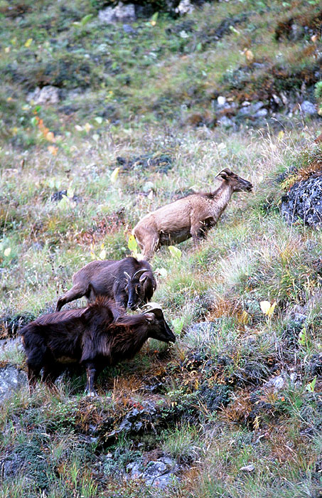 Elusive Himalayan Mountain Tahr - Off track between Tengboche and Namche
<br>
Photo: Robert Downie - 2004 (EOS 300)