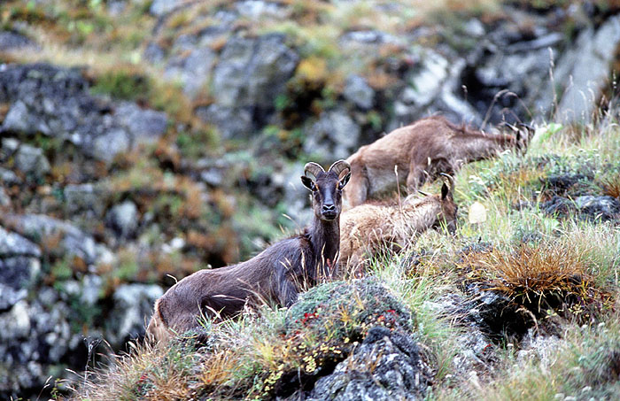 Elusive Himalayan Mountain Tahr - Off track between Tengboche and Namche
<br>
Photo: Robert Downie - 2004 (EOS 300)