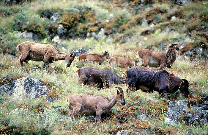Elusive Himalayan Mountain Tahr - Off track between Tengboche and Namche
<br>
Photo: Robert Downie - 2004 (EOS 300)