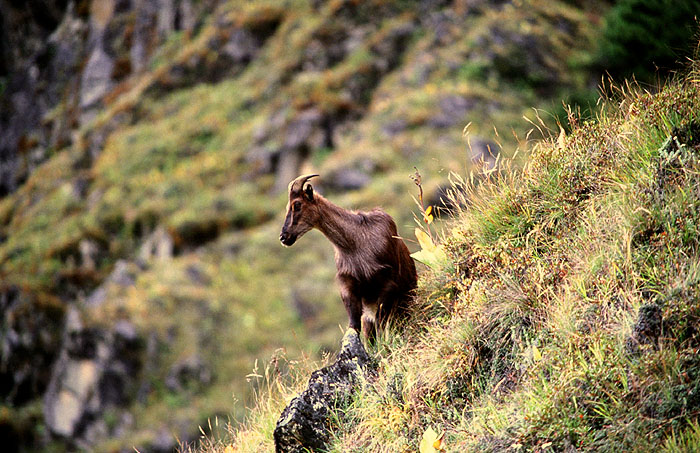 Elusive Himalayan Mountain Tahr - Off track between Tengboche and Namche
<br>
Photo: Robert Downie - 2004 (EOS 300)
