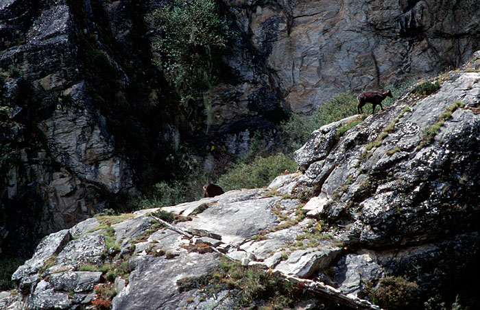 Elusive Himalayan Mountain Tahr - Off track between Tengboche and Namche
<br>
Photo: Robert Downie - 2004 (EOS 300)