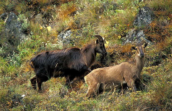 Elusive Himalayan Mountain Tahr - Off track between Tengboche and Namche
<br>
Photo: Robert Downie - 2004 (EOS 300)