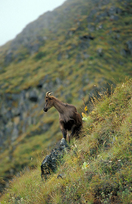 Elusive Himalayan Mountain Tahr - Off track between Tengboche and Namche
<br>
Photo: Robert Downie - 2004 (EOS 300)