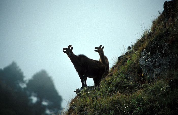 Elusive Himalayan Mountain Tahr - Off track between Tengboche and Namche
<br>
Photo: Robert Downie - 2004 (EOS 300)