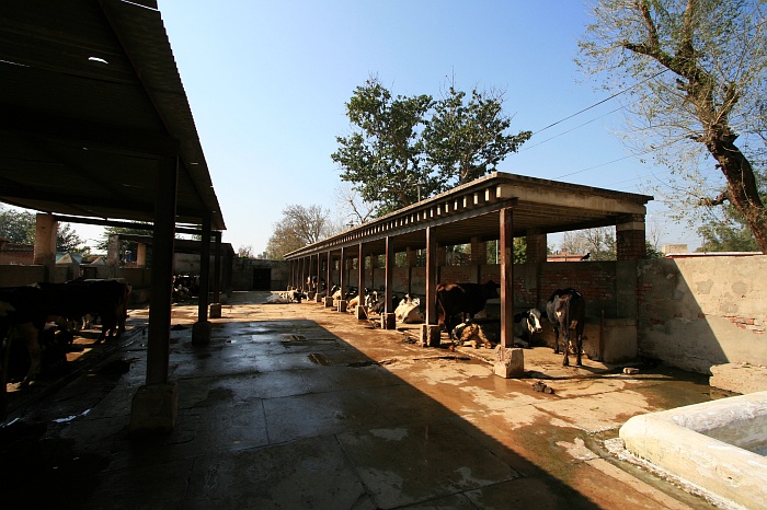 University Cattle Farm - Faisalabad
<br>
Photo: Robert Downie - Feb 2007 (EOS 400D)