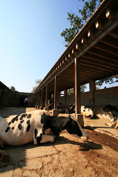University Cattle Farm - Faisalabad
<br>
Photo: Robert Downie - Feb 2007 (EOS 400D)