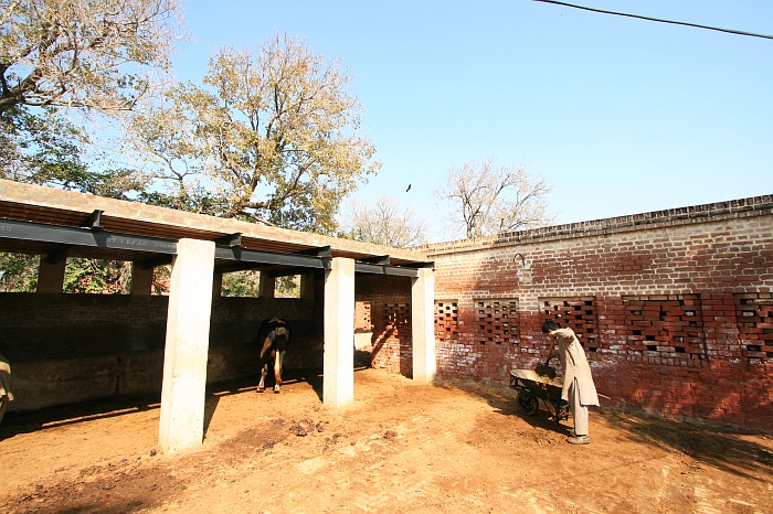 University Cattle Farm - Faisalabad
<br>
Photo: Robert Downie - Feb 2007 (EOS 400D)