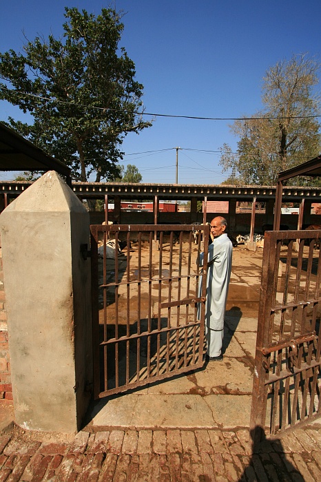 University Cattle Farm - Faisalabad
<br>
Photo: Robert Downie - Feb 2007 (EOS 400D)