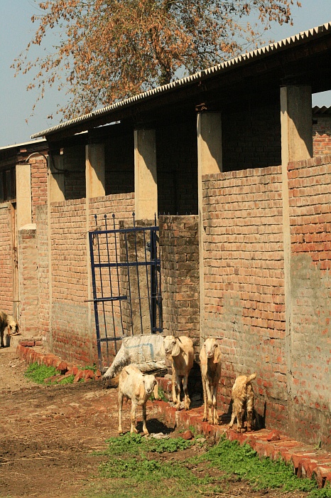 University Cattle Farm - Faisalabad
<br>
Photo: Robert Downie - Feb 2007 (EOS 400D)